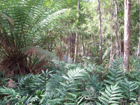 St. Pauls Bed & Breakfast - Sunshine Coast Tourism 15