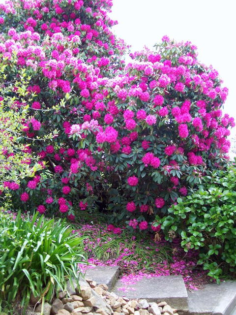 St. Pauls Bed & Breakfast - Sunshine Coast Tourism 2