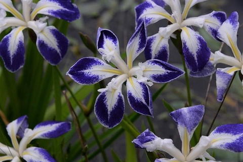 MaraPonds - Sunshine Coast Tourism 13