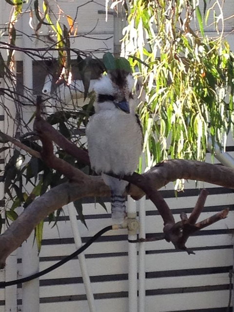 Kookas Retreat - Sunshine Coast Tourism 16