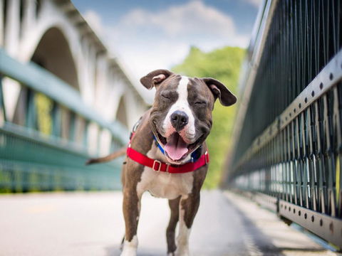 Boutique Stays Sandyside- Sandringham Villa Units - Sunshine Coast Tourism 7