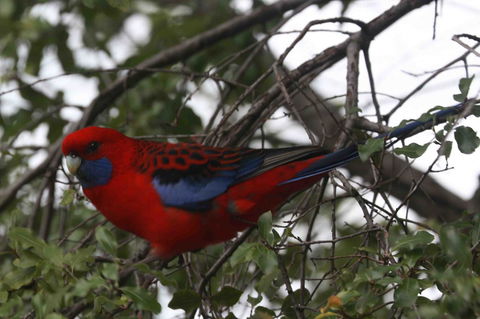 Oxford Rise Apartment - Sunshine Coast Tourism 22