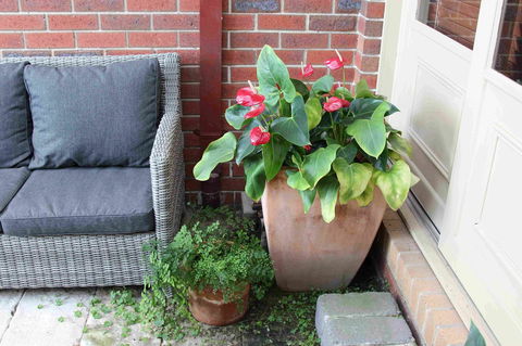 Oxford Rise Apartment - Sunshine Coast Tourism 16