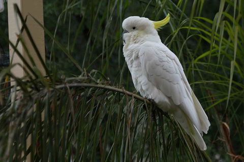 Oxford Rise Apartment - Sunshine Coast Tourism 23