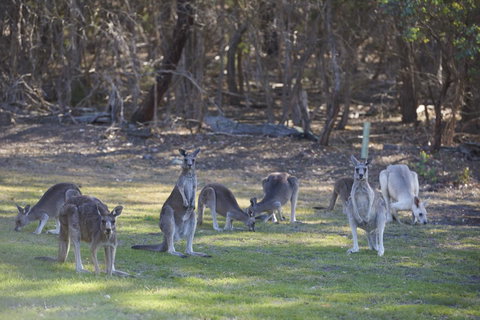 Yering Gorge Cottages - Holiday Sunshine Coast 14