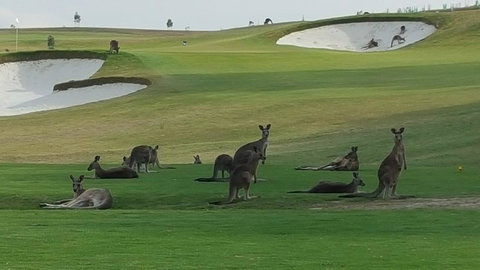 Yering Gorge Cottages - Holiday Sunshine Coast 10