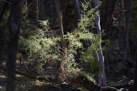 Yering Gorge Cottages - Holiday Sunshine Coast 19