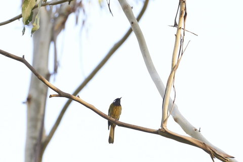 Yering Gorge Cottages - Holiday Sunshine Coast 20