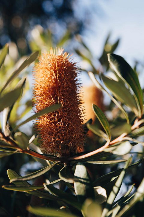 Dunkeld Studio Accommodation - Sunshine Coast Tourism 19