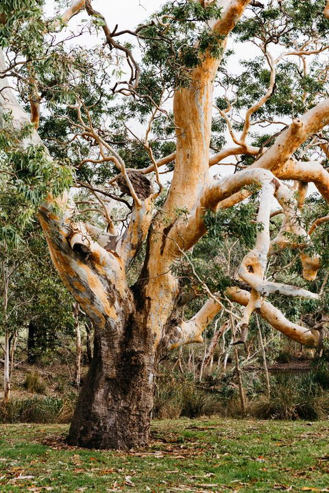 Dunkeld Studio Accommodation - Sunshine Coast Tourism 22