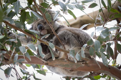 The Dolphin Apartments - Sunshine Coast Tourism 6