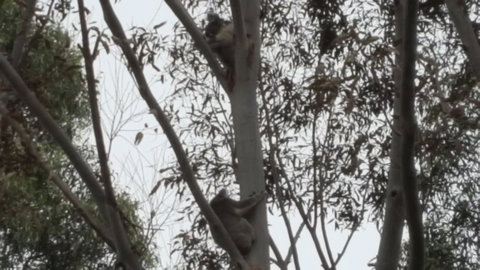 Wilsons Promontory Motel - Sunshine Coast Tourism 28