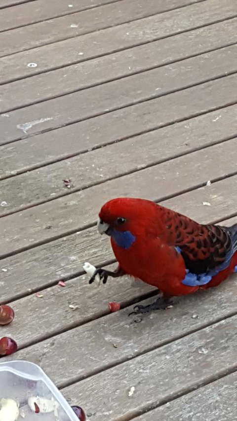 Wilsons Promontory Motel - Sunshine Coast Tourism 24