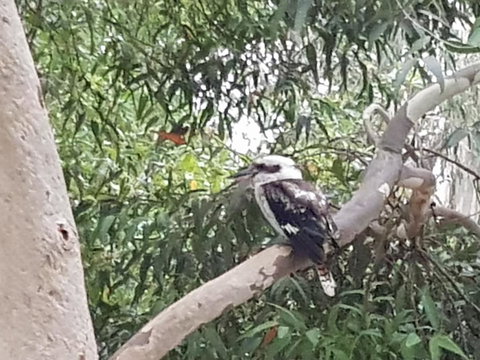 Wilsons Promontory Motel - Sunshine Coast Tourism 26