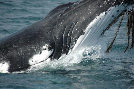 Wilsons Promontory Motel - Sunshine Coast Tourism 42