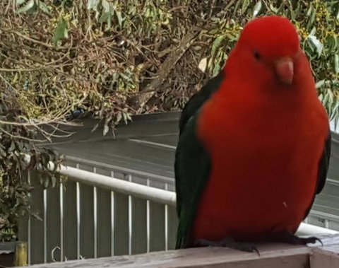 Wilsons Promontory Motel - Sunshine Coast Tourism 23