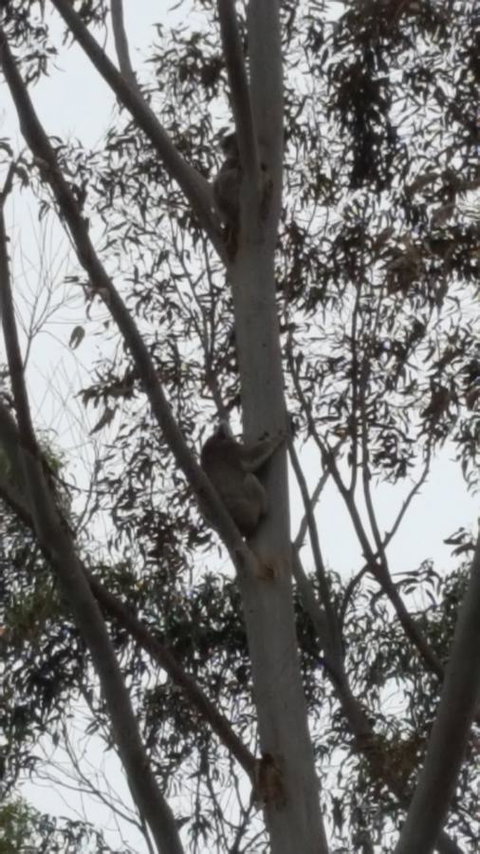 Wilsons Promontory Motel - Sunshine Coast Tourism 29