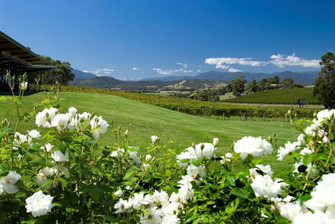 Balgownie Estate Yarra Valley - Sunshine Coast Tourism 36