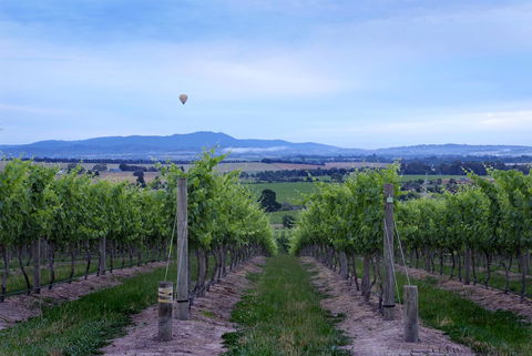 Balgownie Estate Yarra Valley - Sunshine Coast Tourism 37