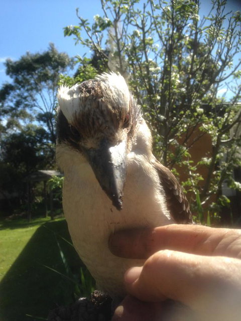 Mud Hollow Barn - Holiday Sunshine Coast 8