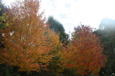 Shady Brook Cottages - Sunshine Coast Tourism 13