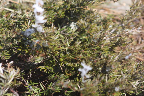 Shady Brook Cottages - Sunshine Coast Tourism 3