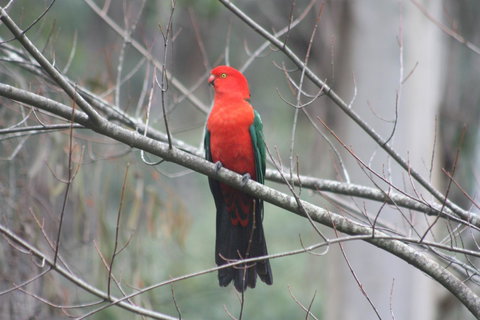 Shady Brook Cottages - Sunshine Coast Tourism 33