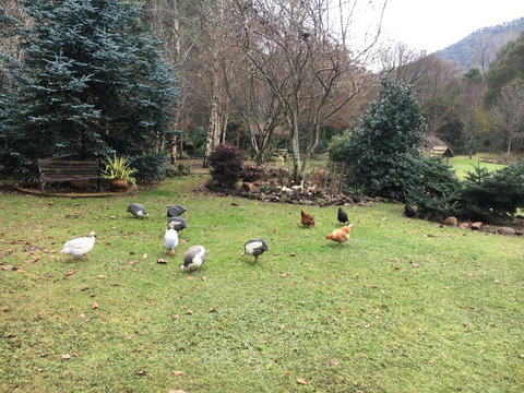 Shady Brook Cottages - Sunshine Coast Tourism 17