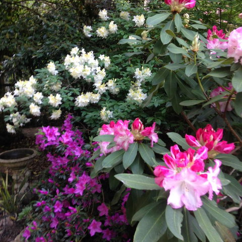 Shady Brook Cottages - Sunshine Coast Tourism 10