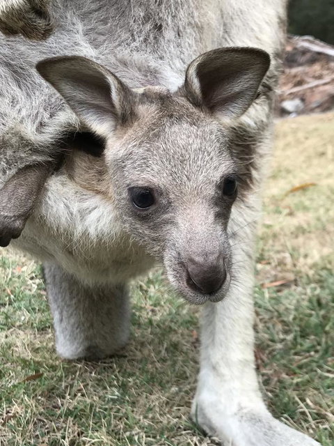 Day Dream Cottage - Sunshine Coast Tourism 13