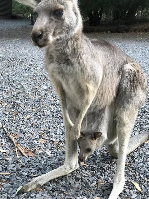 Day Dream Cottage - Sunshine Coast Tourism 12