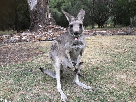 Day Dream Cottage - Sunshine Coast Tourism 11