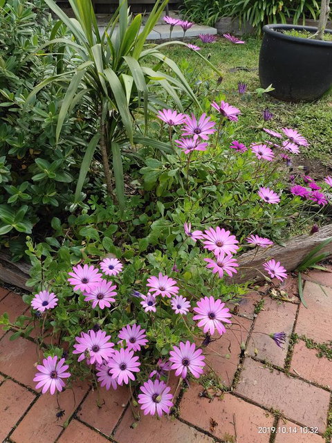 Coachman Motel And Holiday Units - Holiday Sunshine Coast 15