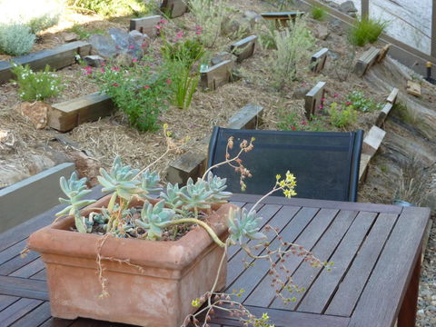 Saje\'s House & Pod - Holiday Sunshine Coast 12