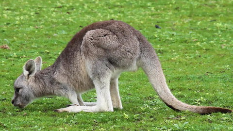 Limosa Rise - Sunshine Coast Tourism 17