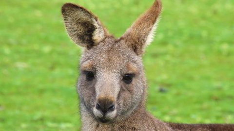 Limosa Rise - Sunshine Coast Tourism 16