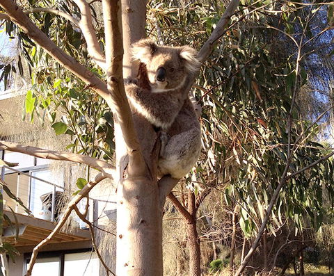 Apollos View Accommodation - Holiday Sunshine Coast 22
