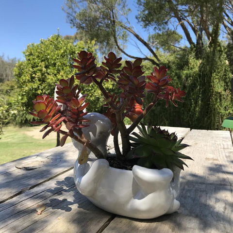 The Fingal Farm - Sunshine Coast Tourism 30