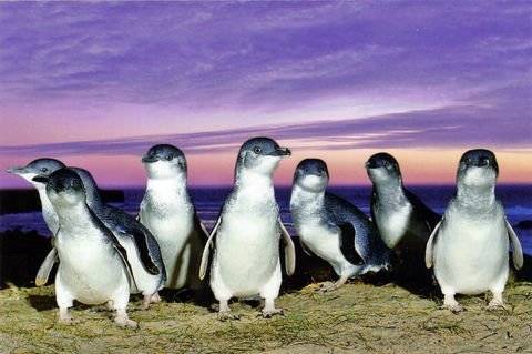 Stunning Waterfront Only 10 Minutes To Phillip Island - FREE EV UNIT 7kW For Electric Cars - Pet Friendly, Fireplace FREE WIFI Wine & Chocolates - Sunshine Coast Tourism 9