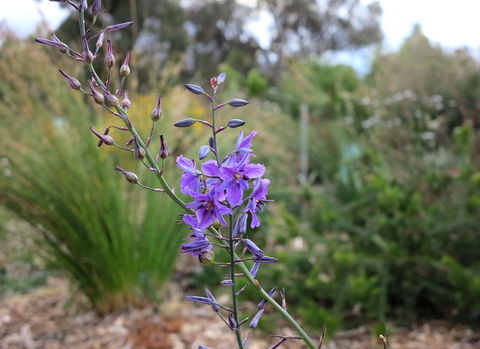 The Chocolate Lily Bed & Breakfast - Holiday Sunshine Coast 3