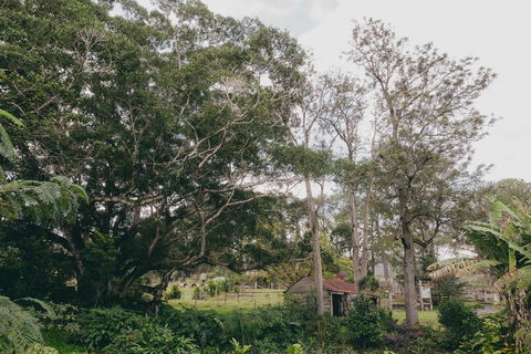 The Eumundi Dairy - Sunshine Coast Tourism 1