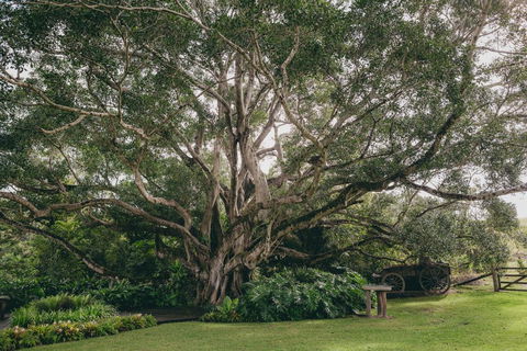 The Eumundi Dairy - Sunshine Coast Tourism 2