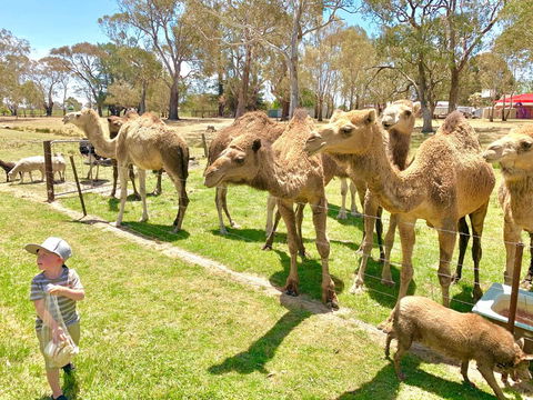 The Funny Farm - Animals / Churchhouse / Amazing Experience - Holiday Sunshine Coast 0