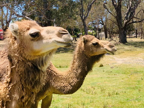 The Funny Farm - Animals / Churchhouse / Amazing Experience - Holiday Sunshine Coast 1