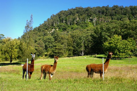 The Heavens Mountain Escape - Sunshine Coast Tourism 2