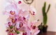 The Nest - Quirky Queen Sized Space With Roof Terrace - thumb 1