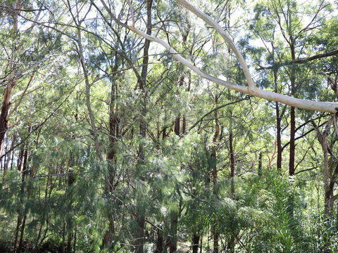 The Shaka Shack - Sunshine Coast Tourism 1