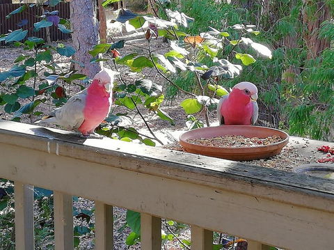 The Treehouse In Dawesville - Sunshine Coast Tourism 0