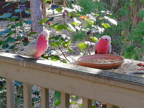 The Treehouse In Dawesville - Sunshine Coast Tourism 1