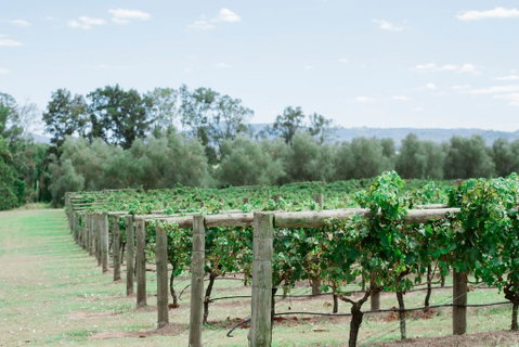 Tranquil Vale Vineyard - Holiday Sunshine Coast 2